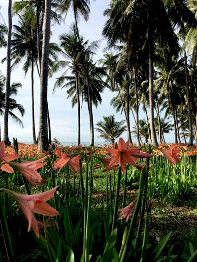 ทุ่งดอกว่านสี่ทิศ ชุมพร