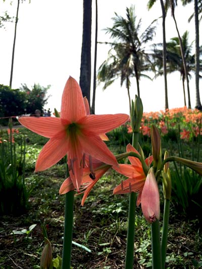 ทุ่งดอกว่านสี่ทิศ ชุมพร