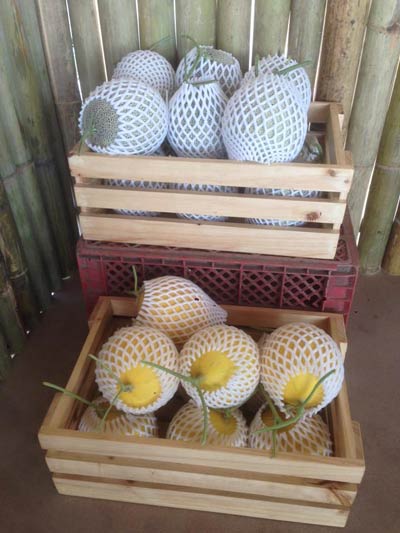 ฟาร์มเมลอน