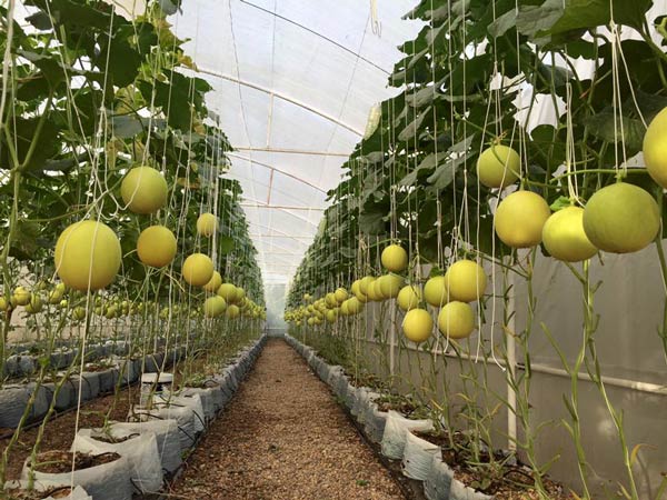 ฟาร์มเมลอน