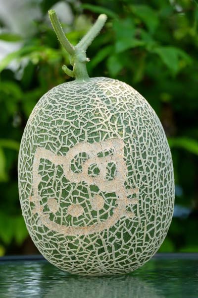 ฟาร์มเมลอน