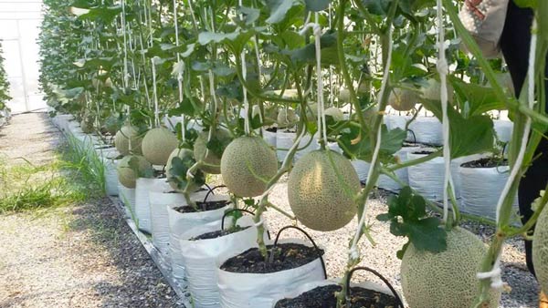 ฟาร์มเมลอน