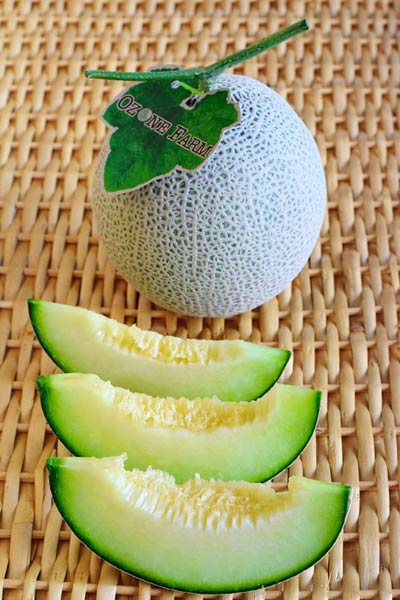 ฟาร์มเมลอน