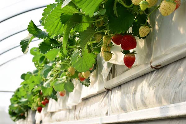 ฟาร์มเมลอน