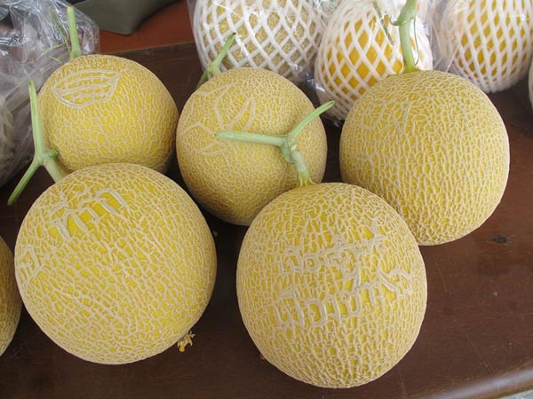 ฟาร์มเมลอน