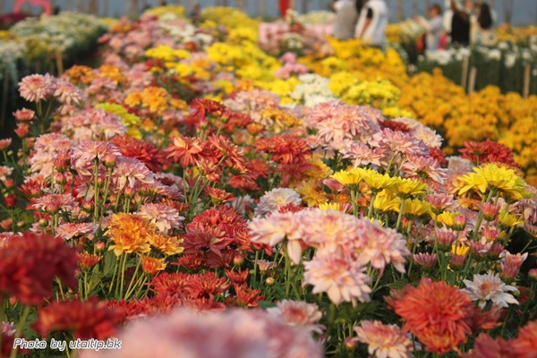 งานเบญจมาศบานในม่านหมอก