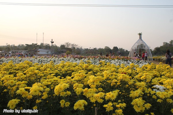 งานเบญจมาศบานในม่านหมอก