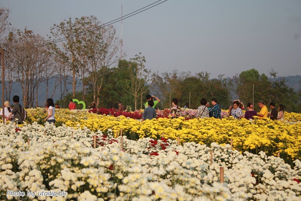 งานเบญจมาศบานในม่านหมอก