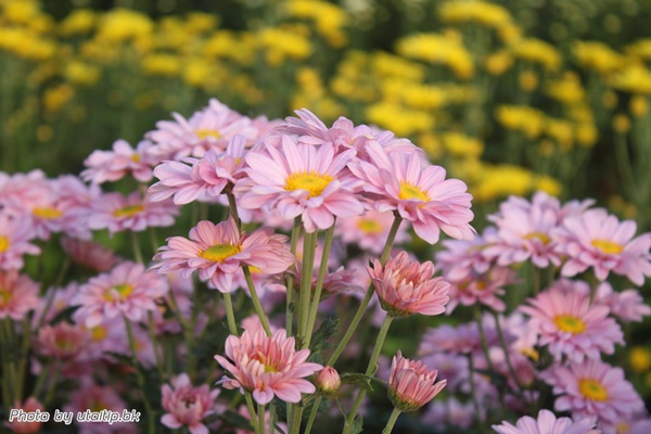 งานเบญจมาศบานในม่านหมอก