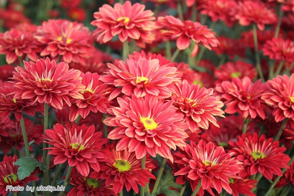 งานเบญจมาศบานในม่านหมอก