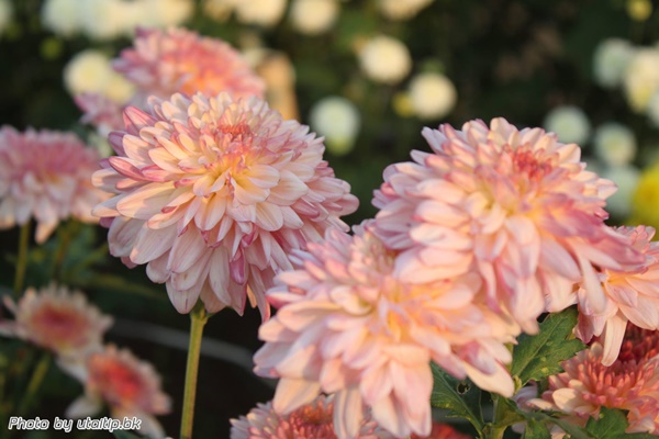 งานเบญจมาศบานในม่านหมอก