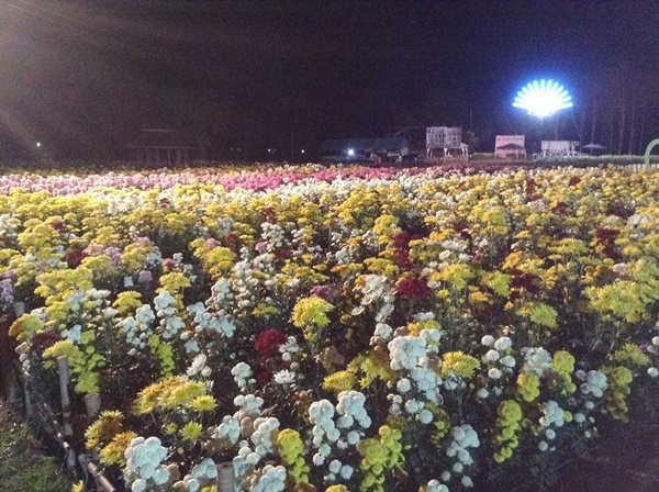 งานเบญจมาศบานในม่านหมอก