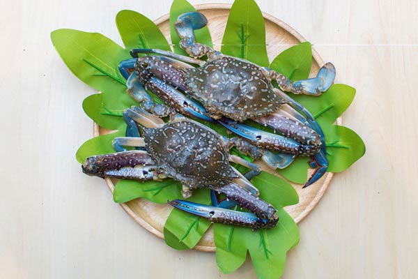 กินปู ดูทะเล