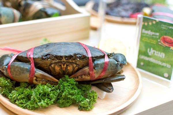 กินปู ดูทะเล