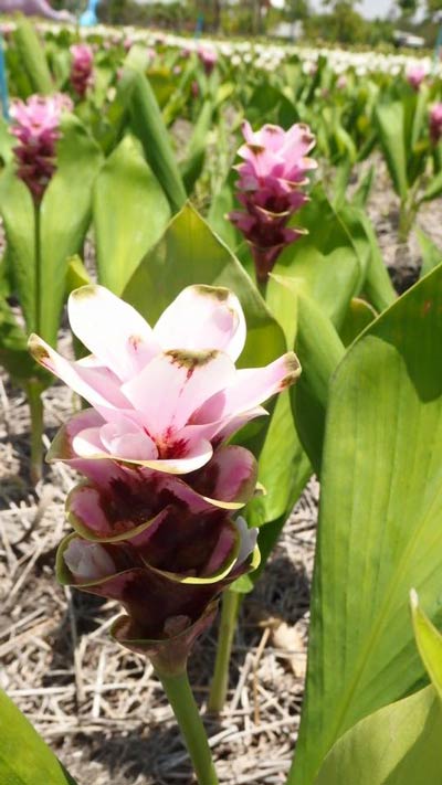 เทศกาลมนต์เสน่ห์ดอกไม้งาม Siam Tulip