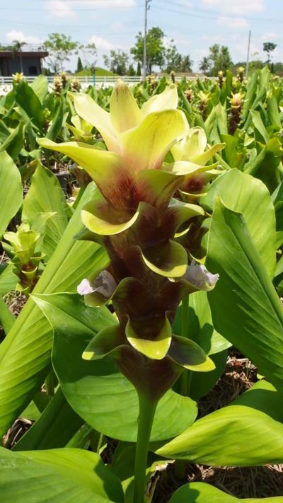 เทศกาลมนต์เสน่ห์ดอกไม้งาม Siam Tulip