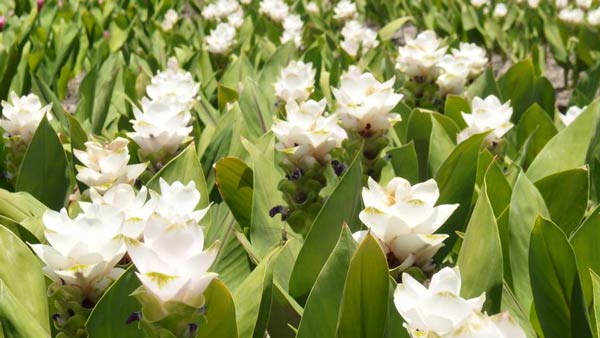 เทศกาลมนต์เสน่ห์ดอกไม้งาม Siam Tulip
