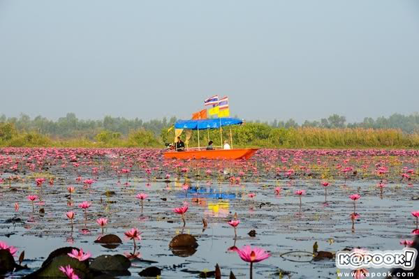 ทะเลบัวแดงอุดรธานี