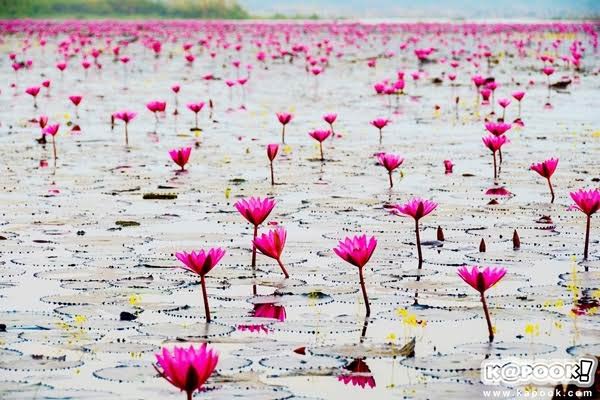 ทะเลบัวแดงอุดรธานี