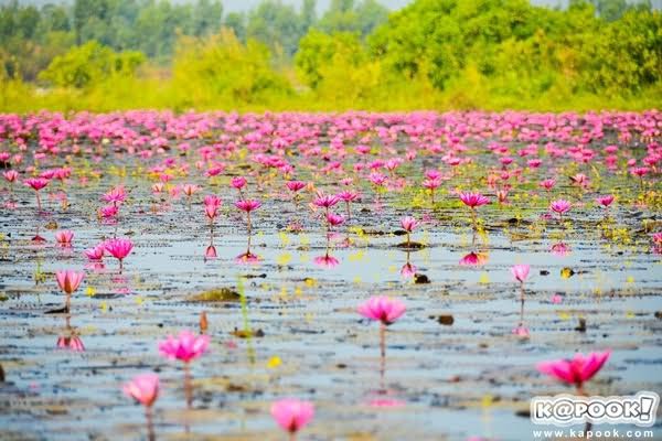 ทะเลบัวแดงอุดรธานี