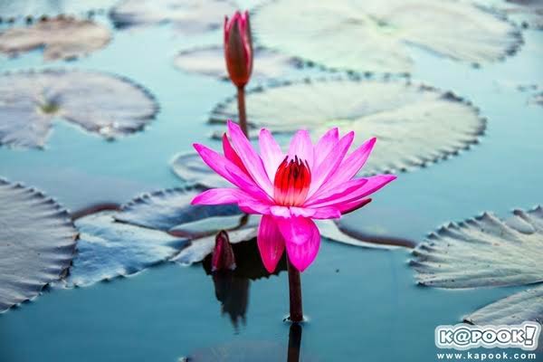 ทะเลบัวแดงอุดรธานี