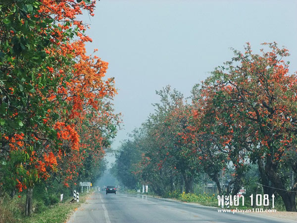 ดอกทองกวาวบาน