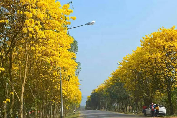 สถานที่เซลฟี่กับดอกไม้หน้าร้อน