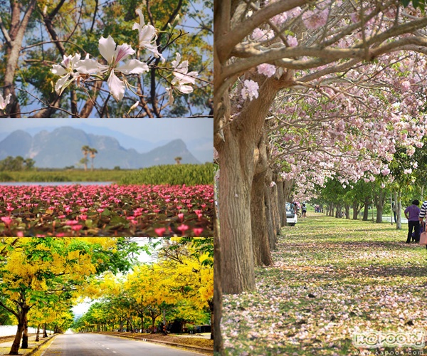 สถานที่เซลฟี่กับดอกไม้หน้าร้อน