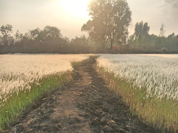 ทุ่งหญ้าหิมะแห่งเมืองอุบลฯ