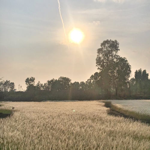 ทุ่งหญ้าหิมะแห่งเมืองอุบลฯ