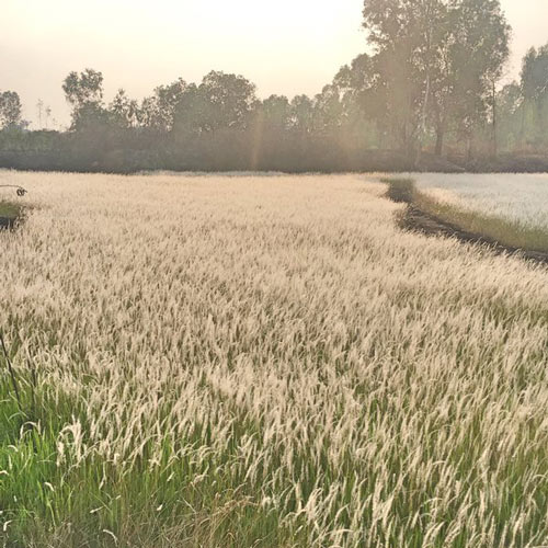 ทุ่งหญ้าหิมะแห่งเมืองอุบลฯ