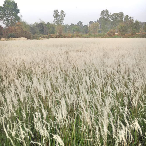 ทุ่งหญ้าหิมะแห่งเมืองอุบลฯ