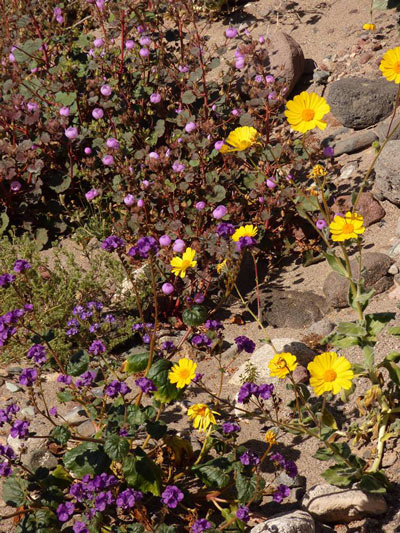 Death Valley