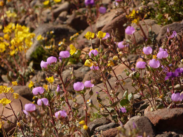 Death Valley