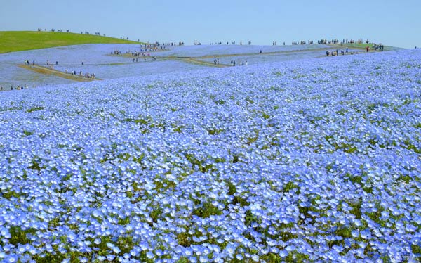 ทุ่งดอกเนโมฟีลา สวนฮิตาชิ ซีไซด์ ประเทศญี่ปุ่น