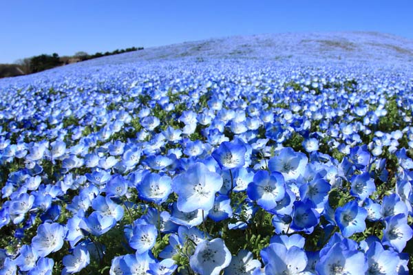 ทุ่งดอกเนโมฟีลา สวนฮิตาชิ ซีไซด์ ประเทศญี่ปุ่น
