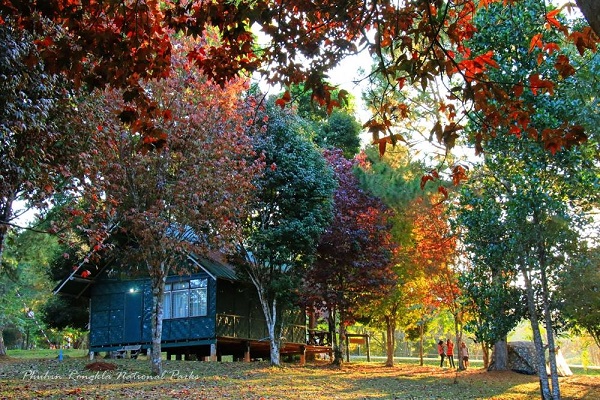 เมเปิล ณ อุทยานแห่งชาติภูหินร่องกล้า