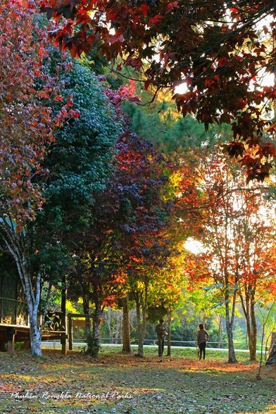 เมเปิล ณ อุทยานแห่งชาติภูหินร่องกล้า