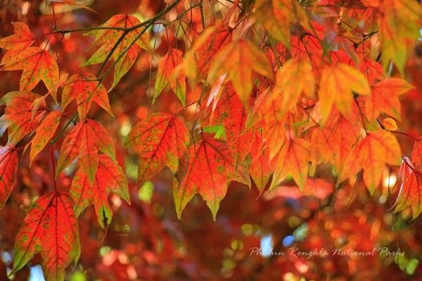 เมเปิล ณ อุทยานแห่งชาติภูหินร่องกล้า