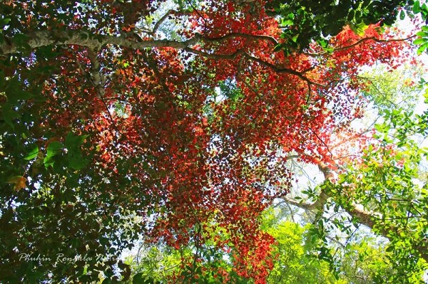 เมเปิล ณ อุทยานแห่งชาติภูหินร่องกล้า