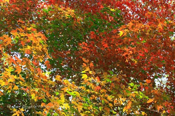 เมเปิล ณ อุทยานแห่งชาติภูหินร่องกล้า