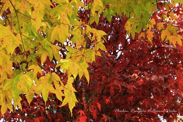 เมเปิล ณ อุทยานแห่งชาติภูหินร่องกล้า