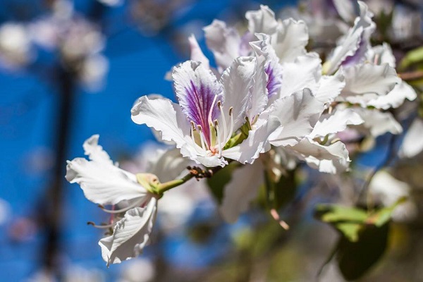 เทศกาลดอกเสี้ยวบาน