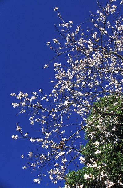 เทศกาลดอกเสี้ยวบาน