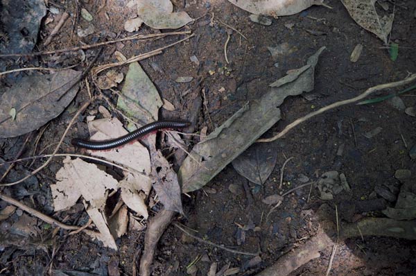 ผาหินดำ ภูเก็ต