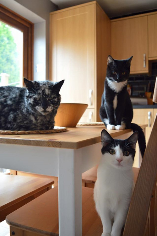 สแครปปี้