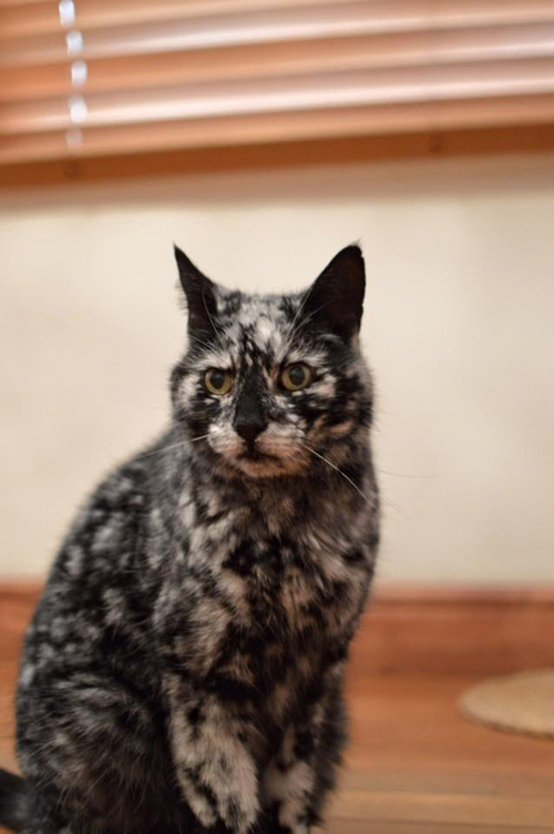 สแครปปี้