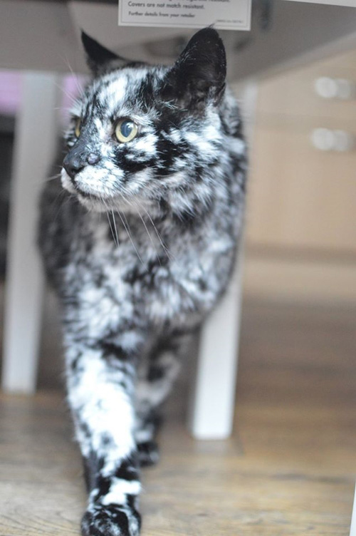 สแครปปี้