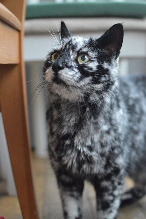 สแครปปี้