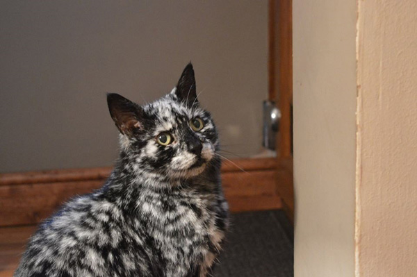 สแครปปี้